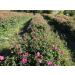 Natural Organic Non Deoiled Rose Water With Lavender 100mL - Buy Online on GoSupps.com