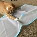 USA Made Sheer Fun Cat Toy | Stimulates Hunting Instincts | Renews Old Toys | Bigger | Versatile Ball for Cats & Kittens | Quiet Crinkle Edges | Playmat, Bed, Hide and Seek | Blue & White | 27x37 - Buy Online on GoSupps.com