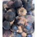 GORONTULA Fruit Azanza Garckeana Organic Sweet Silky Snot Apple Kayamata Various Sizes 30 Pieces - Buy Online on GoSupps.com