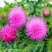 Outsidepride Milk Thistle AKA Mediterranean, Marian, St. Mary's, or Holy Thistle Ornamental Herb Garden Plant - 200 Seeds 1 200 Count (Pack of 1)