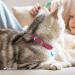 Collardirect Leather Cat Safety Collar | Elastic Belt & Bell | Adjustable 15-18 cm | Available in Black Blue Red Orange Green Pink - Buy Online on GoSupps.com