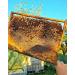 The Nature Queen 100% Raw Bee Propolis from Romania 20g - Natural Antibiotics for Infection & Immune System Booster - Organic Bees Products (Pack of 1) - Buy Online on GoSupps.com