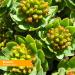 Herb Pharm Organic Rhodiola Root Extract 4oz - Energy & Endurance Boost with Organic Cane Alcohol - Buy Online on GoSupps.com