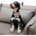 Shop Unique Style Paws Dog Collar - Adjustable Peach Flower Cotton Collar for Stylish Dogs | Comfortable & Durable | Perfect for Young Girls | Fits Neck 13.5-22in - Buy Online on GoSupps.com