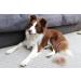 FURminator FURflex Grooming Brush for Medium Dogs | DeShedding Attachment for Undercoat Removal - Buy Online on GoSupps.com