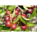 Organic Camu Camu Powder - 2 lbs | Non-GMO, Kosher, Raw, Vegan Superfood | Bulk, Non-Irradiated, Pure, Great for Baking & Smoothies | Rich in Vitamin C & Antioxidants - Buy Online on GoSupps.com