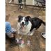 St llion K9 Bacon Bubbles for Dogs - Interactive Toy with Special Vegan Bacon Formula - Non-Toxic Pet Toy (150ml) - Buy Online on GoSupps.com