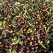 Karyatis Spanish Black Pitted Olives In Brine 907g - Buy Online on GoSupps.com