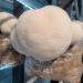 Smithereens Mushroom - Seasoning Salt - Lion's Mane & Oyster Blend Natural 45g - Buy Online on GoSupps.com