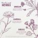 WishGarden Herbs Clear Complexion Blemish Buster - Plant-Based Acne Supplement with Calendula Burdock & Dandelion | Supports Healthy Skin Liver & Kidneys | 4oz - Buy Online on GoSupps.com