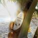 Jergens Hydrating Coconut Body Moisturizer 8 oz - Dermatologist Tested, Infused with Coconut Oil and Water for Long-Lasting Moisture - Buy Online on GoSupps.com