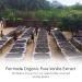 Rodelle Fair Trade Organic Pure Vanilla Extract - 8 Oz - Buy Online on GoSupps.com