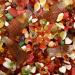 Haribo Sweet Mix 1kg Share Bag by The Gourmet Sweet Company