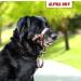 Alpha Boy Dog Training College: Comfortable Gentle Dog Halter Harness for All Breeds - Real Leather Easy to Use One-Piece Design with Quick Lock Buckle (L) - Buy Online on GoSupps.com