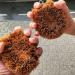 JAPAN Handcrafted Tawashi brush scrubbing cleaning natural palm fiber Set of 2 - Buy Online on GoSupps.com