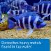 API TAP Water Conditioner 16 oz - Neutralizes Chlorine & Chloramines for Safe Fish Environment - Buy Online on GoSupps.com