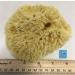 Natural Sea Wool Sponge 4-5 by Awesome Aquatics - Perfect for Bath and Shower - Buy Online on GoSupps.com