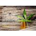 2 Pack DrugExam THC 20 ng/mL Single Panel Test Kit - Detect THC in Urine up to 45 Days (2 Pack) - Buy Online on GoSupps.com