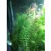 BEGONDIS Aquarium Decorations 3Pcs Silk & Plastic Green Water Plants for Fish Tank - 11 Inches - Buy Online on GoSupps.com