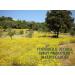 Buy BIOTONIC Immortelle Dry Oil 100ml Multifunctional Regenerative Oil for Body Face & Hair | International Shipping Available - Buy Online on GoSupps.com