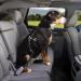 Kurgo Belt Lock Dog Belt for Car - Tru-Fit Harness Compatible Adjustable 38-56 cm Blue Rotating Carabiner - Single Pack - Buy Online on GoSupps.com