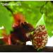 Erdtmanns Squirrel food pack of 2 (2 x 300 g) - Buy Online on GoSupps.com