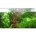 Exclusive Product - 50 Live Aquarium Plants Collection of Aquatic Plants for Your Fish Tank - Buy Online on GoSupps.com