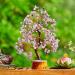 Amethyst Tree of Life Money Tree Feng Shui Decor | Positive Energy Crystal Tree | Spiritual Amethyst Gift | Chakra Tree | 10-12 Inch (Copper Wire) - Buy Online on GoSupps.com