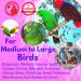 Bonka Bird Toys 1969 Spoon Delight for African Grey Parrot, Amazon, Conure, Quaker, Caique, Eclectus, Small Cockatoos, Mini Macaws, and Similar Birds - Buy Online on GoSupps.com