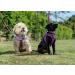 Anol Viva Purple Padded Harness - Size L (52-71cm) - Buy Online on GoSupps.com