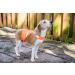 2PET Dog Hunting & Safety Reflective Vest - High Visibility for Urban and Rural Environments - Protects Pets from Accidents - Small, Orange - Buy Online on GoSupps.com