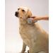Electronic Flea Comb Kills Fleas Without Chemicals. Epilady - Buy Online on GoSupps.com