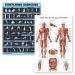 Palace Learning Laminated poster for stretching exercises and muscle exercises-2 laminated panels-training routine and muscle-anatomy diagram dark (45.7 x 61 cm) laminated 18 x 24
