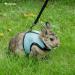 Niteangel Adjustable Soft Harness with Elastic Leash for Rabbits (XL Blue) XL Blue - Buy Online on GoSupps.com