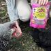 Farmers' Helper Cackleberry Nugget Treat 27 oz for Chickens, Turkeys, Peafowl, and More - Buy Online on GoSupps.com