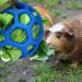 Hanging Hay Feeder Ball for Rabbits & Guinea Pigs - Pet Food Dispenser & Toy - Blue - Buy Online on GoSupps.com