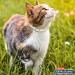 Hartz UltraGuard Purple Flea & Tick Collar for Cats and Kittens - 7 Month Protection - Buy Online on GoSupps.com