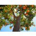 Buy Food-United Orange-Valencia Puree (4x1kg) - Ideal for Smoothies Sorbets Juices & More | 100% Pure Citrus Fruit Puree - Buy Online on GoSupps.com