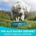 Dog is K nig Feed Bag for Dogs - Dummy for Training | Includes Treats & Training Book | Petrol Blue Training Dummy - Buy Online on GoSupps.com