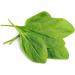 Augason Farms Dehydrated Spinach Flakes 8 oz | No. 10 Can | High-Quality Dehydrated Spinach - Buy Online on GoSupps.com