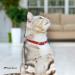 Collardirect Leather Cat Neck Band - Safety Collar with Elastic Belt & Bell | Adjustable 15-18 cm | Available in Black Blue Red Orange Green Pink - Buy Online on GoSupps.com