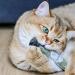 ne & no Gift Set with Natural Catnip | 3-Series Airtight Pack | Perfect Cat Toys Scratch Mats & Trees | Dried Cat Grass & Mint - Buy Online on GoSupps.com