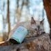 Mjamjam Premium Wet Cat Food - Insect & Juicy Chicken Grain-Free (6 x 400g) - International Shipping Available - Buy Online on GoSupps.com