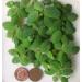 10x Water Lettuce pistia stratiotes Dwarf Mini Live Aquarium Floating Plants
