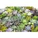Altman Plants 20 Pack Assorted Live Succulent Plants in Cacti and Succulent Soil Mix - Buy Online on GoSupps.com