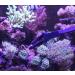 AquaticHI 27 inch Aquarium Tongs - 100% Reef Safe | Multi Purpose Fresh and Saltwater Fish Tank Tool for Clip Plants, Spot Feed Fish and Coral | Keep Hands Dry - Buy Online on GoSupps.com