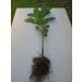 Bitter Leaf Plant - Vernonia amygdalina | Herbal Medicinal Benefits, Nutritional Value, Rich in Vitamins | Fresh Leafy Greens for Soup, Stew, Tea, Salad, Juice - Buy Online on GoSupps.com