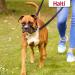 Halti Optifit Headcollar and Training Lead Combination Pack Stop Dog Pulling on Walks with Halti Includes Medium Optifit Head Collar and Double Ended Lead Black Medium Head Collar (14324W) - Buy Online on GoSupps.com