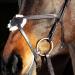 HORZE Prescott Figure 8 Bridle - Brown, Horse Size - Buy Online on GoSupps.com