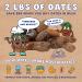 Puffies by Bohemian Dates | Whole Medjool Dates | Soft & Chewy Caramel Flavor | 2 lbs - Buy Online on GoSupps.com